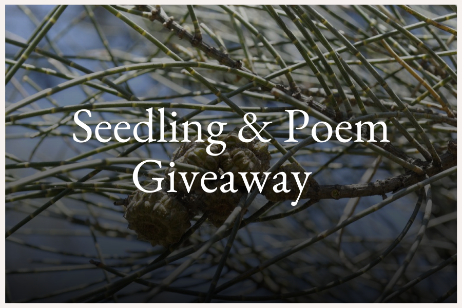 🌱 Tree Seedling  & Poem  Giveaway 